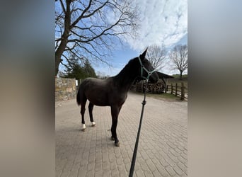 Silesisk häst, Sto, 1 år, 155 cm, Svart