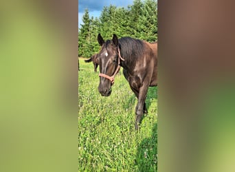 Silesisk häst, Sto, 1 år, 165 cm, Svart