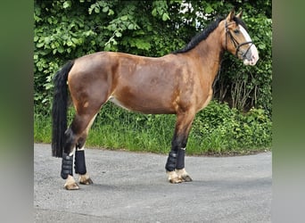 Silesisk häst, Sto, 3 år, 160 cm, Brun