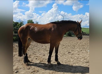 Silesisk häst, Sto, 3 år, 160 cm, Brun