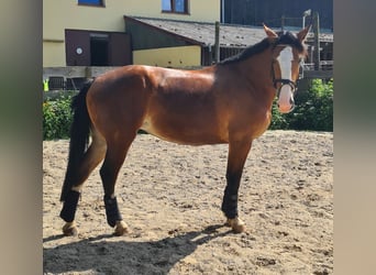 Silesisk häst, Sto, 3 år, 162 cm, Brun