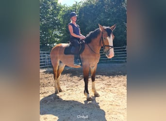 Silesisk häst, Sto, 3 år, 162 cm, Brun