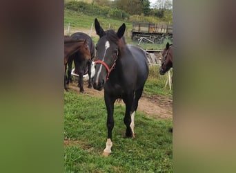 Silesisk häst, Sto, 3 år, 165 cm, Mörkbrun