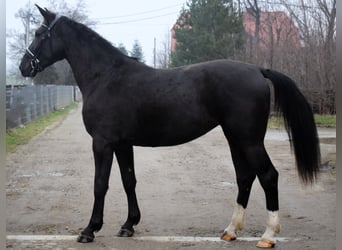 Silesisk häst, Sto, 3 år, 167 cm, Svart