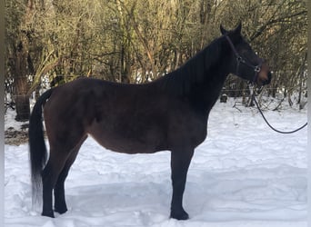 Silesisk häst Blandning, Sto, 4 år, 157 cm, Brun