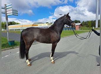 Silesisk häst, Sto, 5 år, 166 cm, Grå-mörk-brun