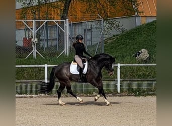 Silesisk häst, Sto, 5 år, 166 cm, Grå-mörk-brun