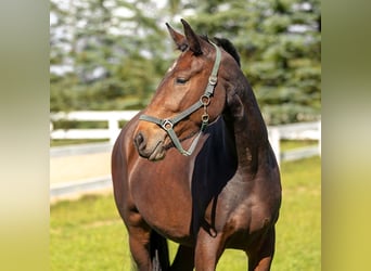 Silesisk häst, Sto, 8 år, 159 cm, Rökfärgad svart