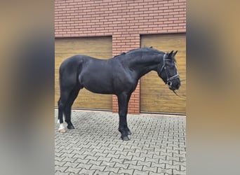 Silesisk häst, Valack, 3 år, 161 cm, Svart
