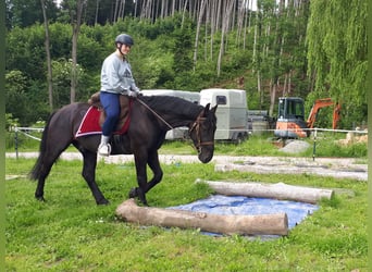 Silesisk häst, Valack, 3 år, 162 cm, Svart