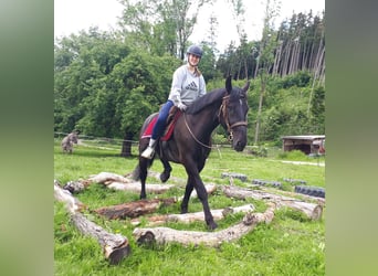 Silesisk häst, Valack, 3 år, 162 cm, Svart