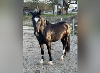 Silesisk häst, Valack, 3 år, 166 cm, Mörkbrun