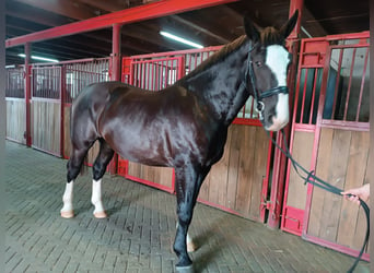 Silesisk häst, Valack, 3 år, 166 cm, Svart