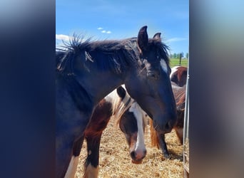 Silesisk häst, Valack, 3 år, 168 cm, Mörkbrun