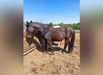 Silesisk häst, Valack, 3 år, 168 cm, Mörkbrun