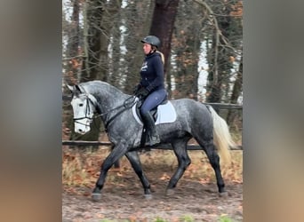 Silesisk häst, Valack, 4 år, 163 cm, Grå-blå-brun