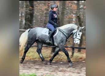 Silesisk häst, Valack, 4 år, 163 cm, Grå-blå-brun