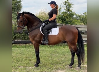 Silesisk häst, Valack, 4 år, 164 cm, Mörkbrun