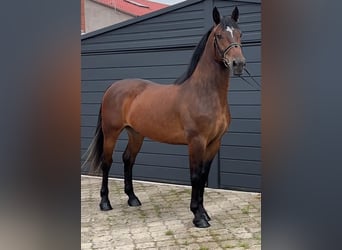 Silesisk häst, Valack, 4 år, 164 cm, Mörkbrun
