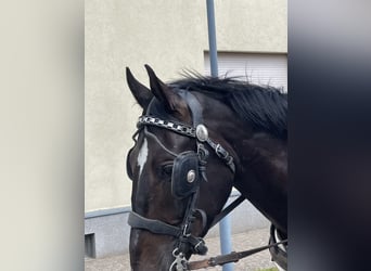 Silesisk häst, Valack, 4 år, 166 cm, Brun