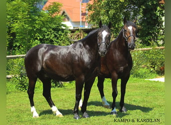 Silesisk häst, Valack, 4 år, 166 cm, Svart