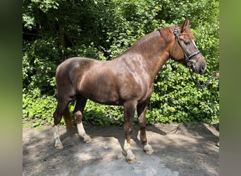 Silesisk häst, Valack, 5 år, 162 cm, Fux