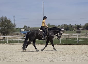 Silesisk häst Blandning, Valack, 5 år, 165 cm