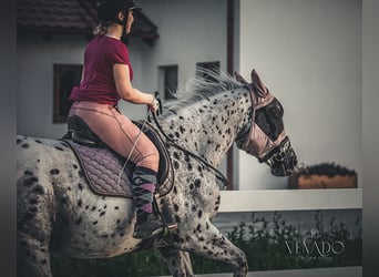 Silesisk häst, Valack, 8 år, 164 cm, Leopard-Piebald