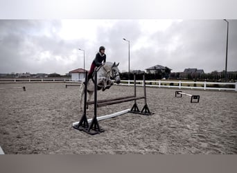 Silesisk häst, Valack, 8 år, 164 cm, Leopard-Piebald