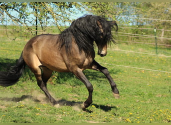 PRE, Ogier, 11 lat, 163 cm, Bułana