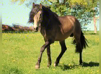 PRE, Ogier, 11 lat, 163 cm, Bułana