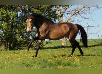 PRE, Ogier, 11 lat, 163 cm, Bułana