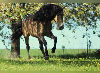 PRE, Ogier, 11 lat, 163 cm, Bułana