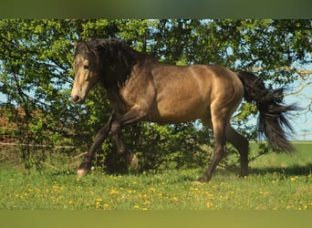 PRE, Stallion, 10 years, 16 hh, Dun