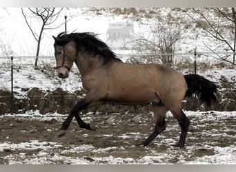 PRE, Stallion, 10 years, 16 hh, Dun