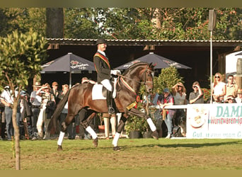 Koń oldenburski, Ogier, 23 lat, 171 cm, Ciemnogniada