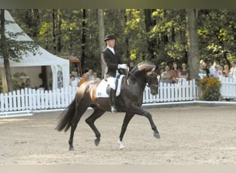 Koń oldenburski, Ogier, 23 lat, 171 cm, Ciemnogniada