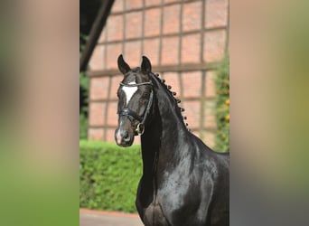 Koń oldenburski, Ogier, 23 lat, 171 cm, Ciemnogniada