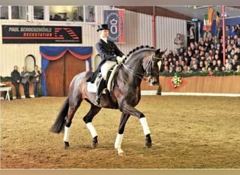 Oldenbourg, Étalon, 23 Ans, 171 cm, Bai brun