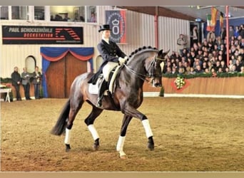 Oldenburg, Stallion, 23 years, 16.2 hh, Bay-Dark