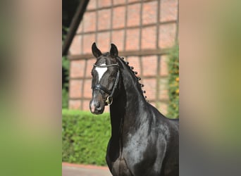 Oldenburg, Stallion, 23 years, 16.2 hh, Bay-Dark