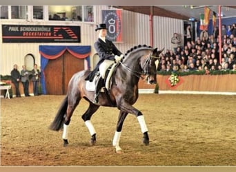 Oldenburg, Stallion, 25 years, 16,2 hh, Bay-Dark