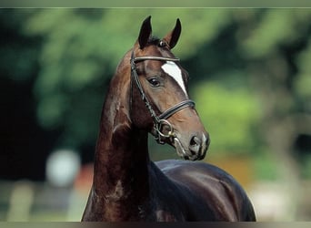 Oldenburg, Stallion, 25 years, 16,2 hh, Bay-Dark