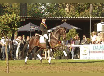 Oldenburger, Hengst, 24 Jahre, 171 cm, Dunkelbrauner