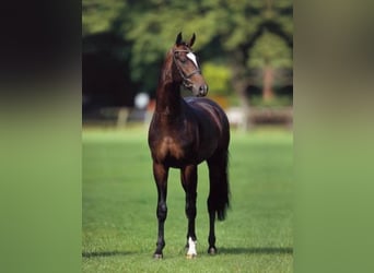 Oldenburgo, Semental, 23 años, 171 cm, Castaño oscuro