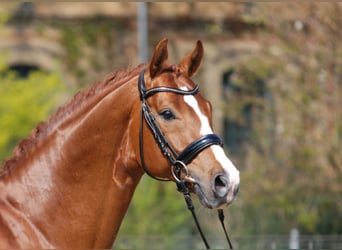 Oldenburg, Stallion, 16 years, 16 hh, Chestnut-Red