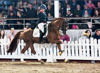 Oldenburg, Stallion, 16 years, 16 hh, Chestnut-Red