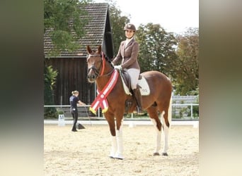 Pintos, Hengst, 7 Jaar, 162 cm, Gevlekt-paard