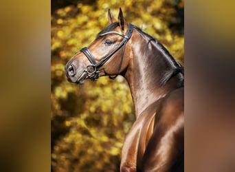 Hanoverian, Stallion, 9 years, 16.2 hh, Brown