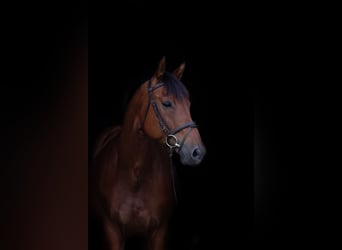 Slovacco, Castrone, 10 Anni, 165 cm, Baio